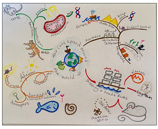 mind mapping